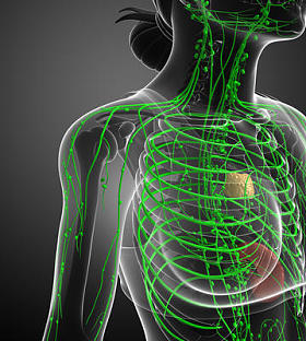 女性的身体淋巴系统