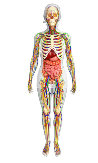 淋巴，骨骼，神經(jīng)和循環(huán)系統(tǒng)的女博