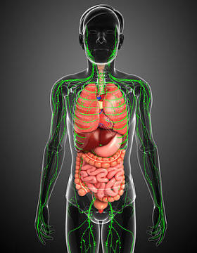 淋巴和消化系统的男性身体图稿