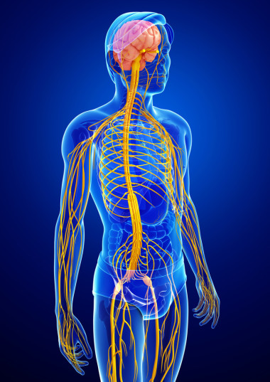 男性的中樞神經(jīng)系統(tǒng)的圖稿