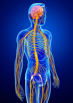 男性的中枢神经系统的图稿