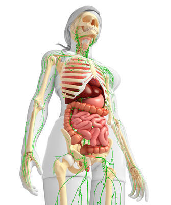 淋巴，骨骼及消化系統(tǒng)的女性身體的圖稿