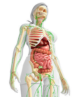 淋巴，骨骼及消化系统的女性身体的图稿