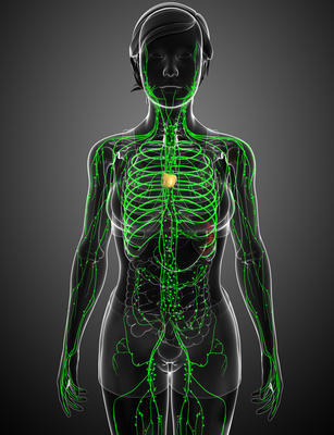 女性的身体淋巴系统