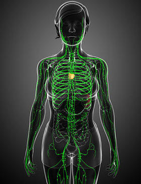 女性的身体淋巴系统