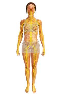 人类中枢神经系统的图稿