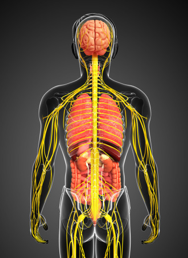 男性身体的神经系统和消化系统的图稿