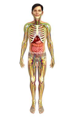 人体消化系统图片