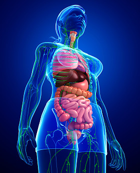 淋巴和消化系统的女性身体的图稿