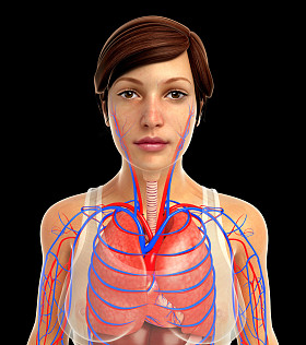 人类呼吸道系统