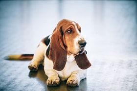 白色和棕色的猎犬狗