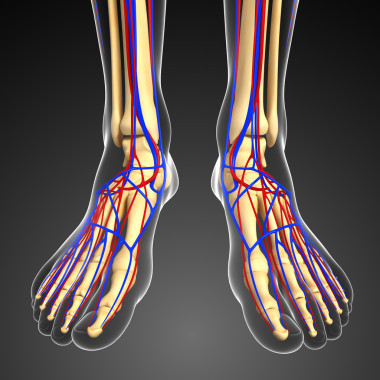 人類骨骼循環(huán)系統(tǒng)