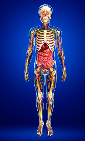 淋巴，骨骼，神经和循环系统的男性阿娜