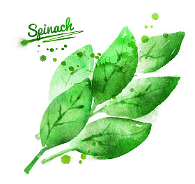 菠菜与油漆溅图片