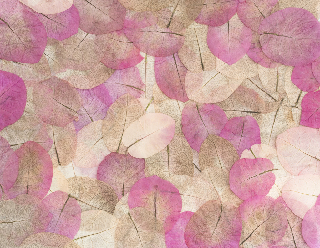 宏树叶背景图片 宏树叶背景图片