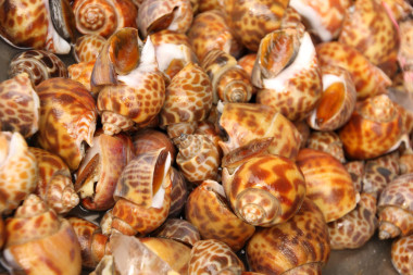 發(fā)現(xiàn)在海鮮市場(chǎng)的巴比倫.圖片