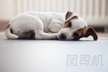 睡著的小狗圖片