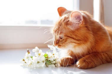 紅貓氣味櫻桃花一的束