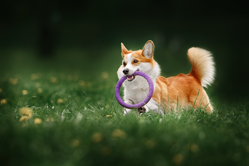 彭布罗克威尔士科基犬狗运行的领域与花 彭布罗克威尔士科基犬狗运行的领域与花