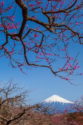 富士山景