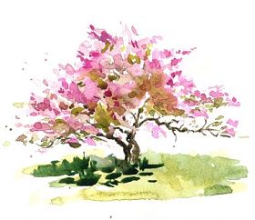 樱花树照片
