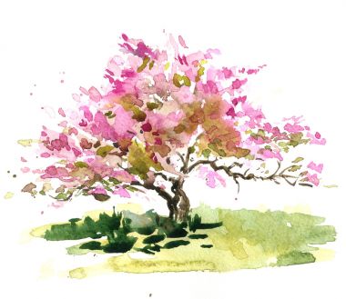 樱花树照片