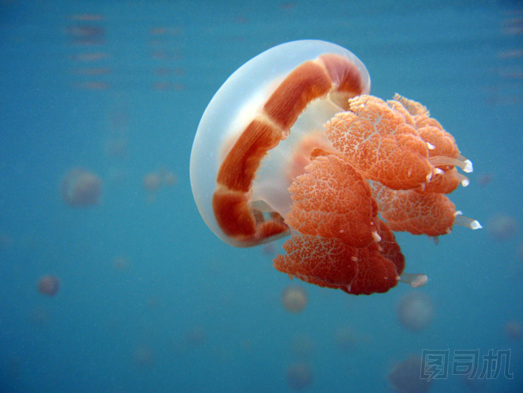 水母照片