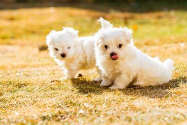 小狗馬耳他與背光源在黃金時(shí)段，在草地上玩