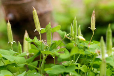 俄克拉荷馬州黃秋葵花園圖片