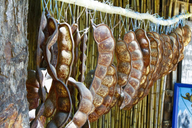 榼藤子 rheedii 澤蘭種子