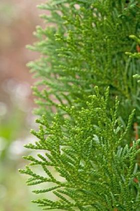 松树的叶子图片