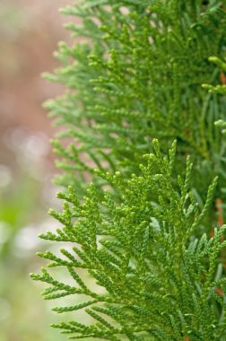 松树的叶子图片