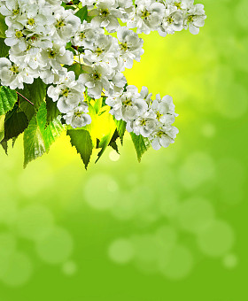 盛开的苹果树图片