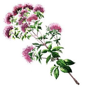 朵朵牛至花孤立在白色
