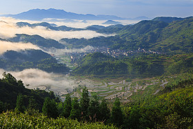 稻田在日出