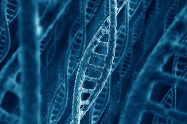 dna 鏈圖片
