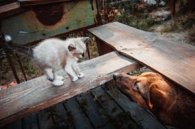 大狗和小猫图片