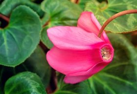 绿色的叶子仙客来开花