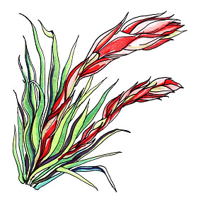 姜植物植物插图