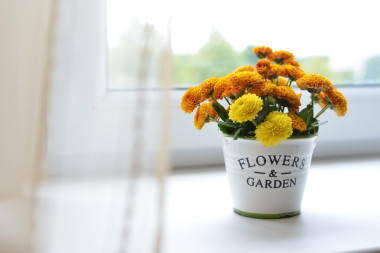 菊花在陶瓷锅