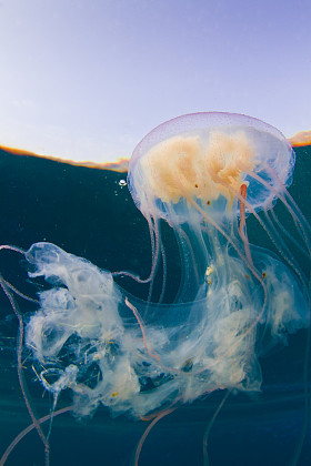 红海果冻
