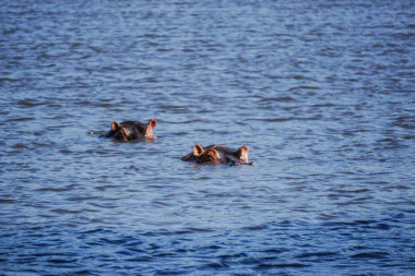 在野生動(dòng)物保護(hù)區(qū)圖片