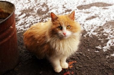 在这条街的红色小猫 在这条街的红色小猫