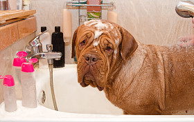清洁浴 dogue de bordeax 品种的狗