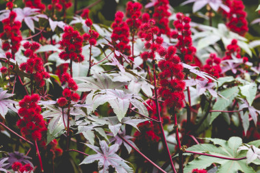 蓖麻油植物與多刺的紅色水果和多彩的樹葉
