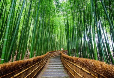 竹子林，嵐山，京都，日本的路徑