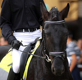 与车手在训练期间花盛装舞步马