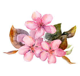 Pink fruit tree flowers -- apples, cherries, plums, cherry blossoms