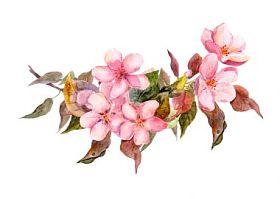 粉红色的花朵绽放分支。水彩图片