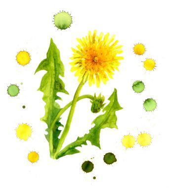 藝術(shù)形象的顏色黃色蒲公英滴眼液